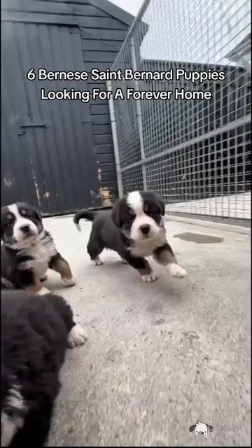 Saint Bernese puppies (St Bernard x Bernese Mountain Dog) in Louth - Video