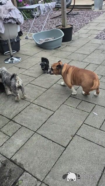 Miniature Schnauzer puppies in Cork - Video