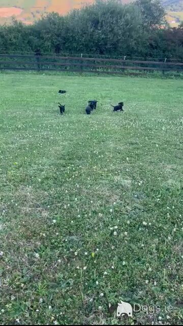 Beautiful Black Cocker Spaniel - Video