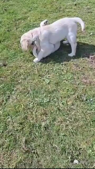 Beautiful & adorable Donegal Golden Retriever puppies - Video