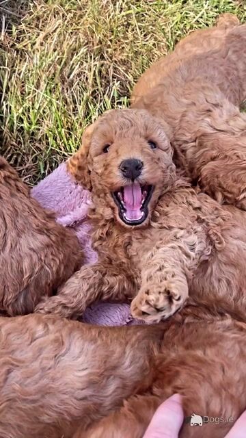 Beautiful red Cavapoo puppies in Wexford - Video