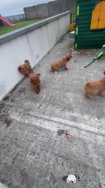 Fabulous Cavapoo puppies for sale 🐶🐶 in Kilkenny - Video