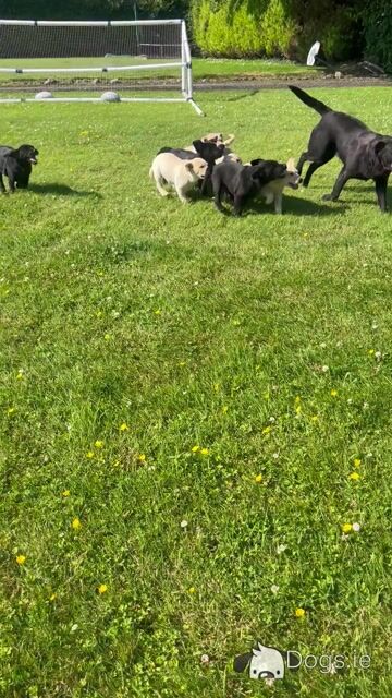 Gorgeous Labrador puppies ✅ IKC Registered ✅ in Longford - Video