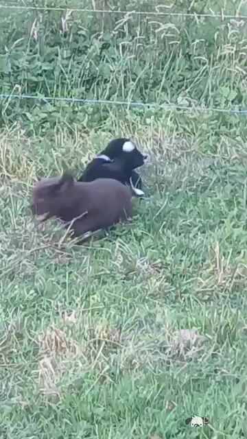 Newfoundland X puppies in Leitrim - Video