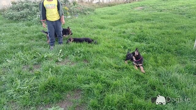 IKC Registered Straight Back German Shepperd puppies in Waterford - Video
