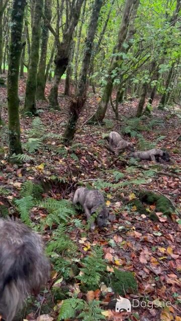 IKC Registered (pending) Irish Wolfhound puppies in Clare - Video