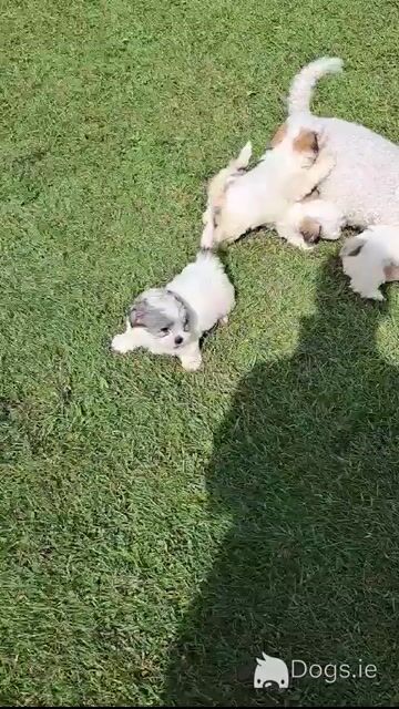 Beautiful Shichon (Bichon Frise x Shih Tzu) puppies in Limerick - Video