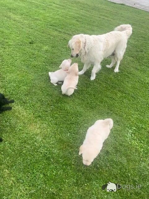 Gorgeous Goldendoodle puppies in Offaly are looking for Their Forever Homes! 🐾 - Video