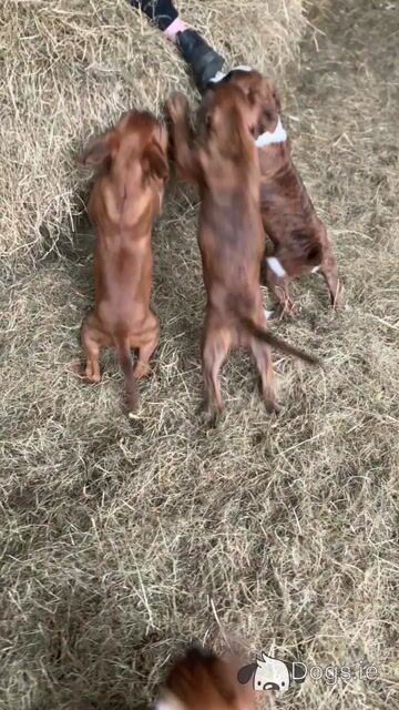 Beautiful Boxer puppies 😍 in Offaly - Video