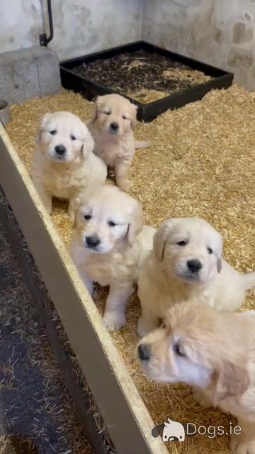 Gorgeous, playful IKC Registered (pending) Golden Retriever puppies in Sligo - Video