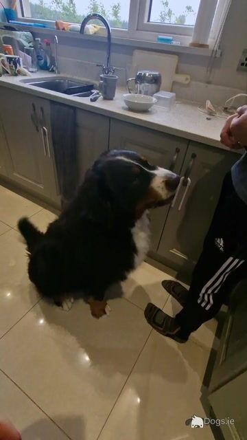 Ted the IKC Bernese Mountain Dog - Video