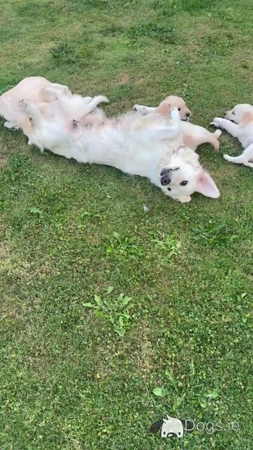 Golden Retrievers for sale - Video