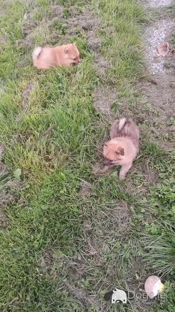 Beautiful Affectionate Pomeranian puppies in Kerry - Video