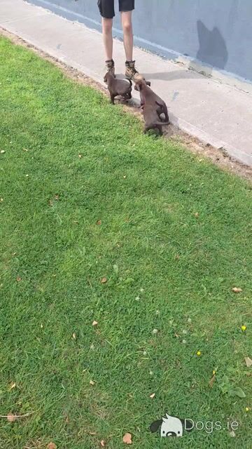 Chocolate Labrador puppies in Carlow €750 - Video