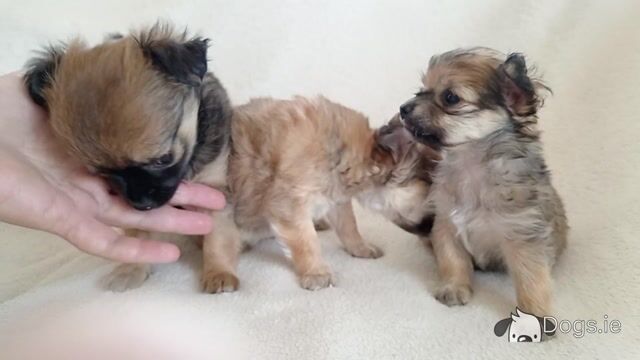 Long Haired Chihuahua puppies for sale in Cork - Video