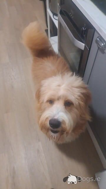 Ted the Bernedoodle for stud in Kilkenny - Video