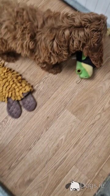 19 Week old Cockapoo male - Video