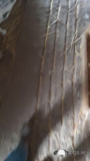 Irish Red and White Setter puppies in Tipperary - Video