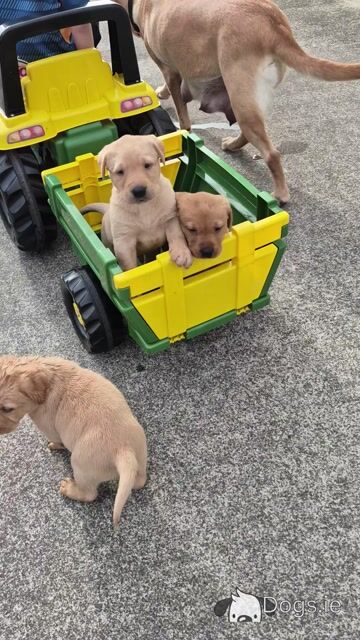 Fox Red and Golden Labrador pups for sale €800 - Video