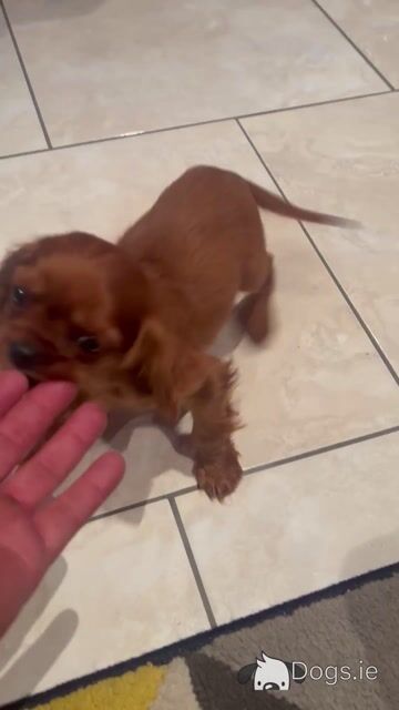 Cavalier King Charles Spaniel puppies in Cavan - Video