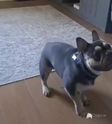 Nala is an IKC Registered female French Bulldog for sale in Dublin - Video