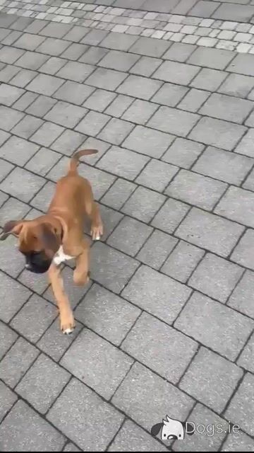 Stunning traditional male boxer in Kilkenny, fully vaccinated and IKC registered - Video