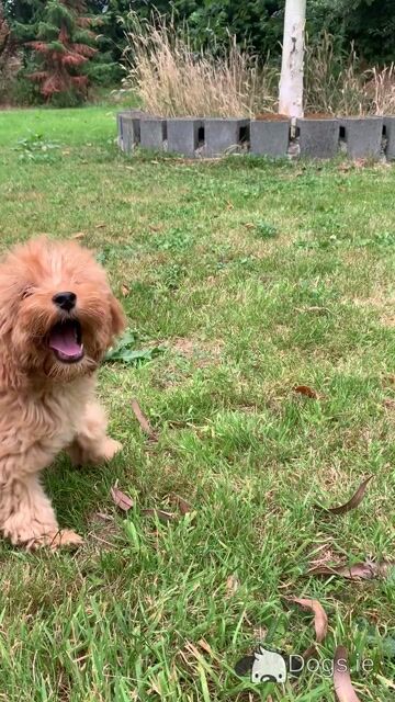 Cockapoo puppies in Wicklow - Video