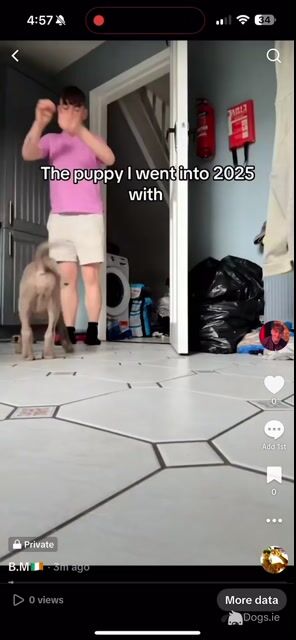 IKC Registered Weimaraner for stud in Waterford – 4 Generation Pedigree‼️ - Video