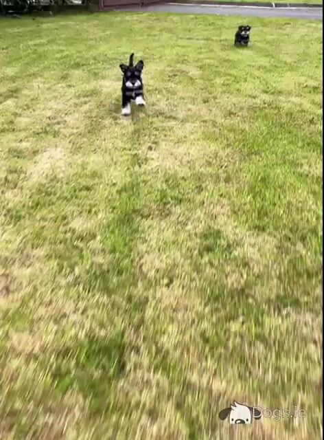 Adorable Black / Silver miniature Schnauzer puppies in Cavan – ready to Melt Your Heart!🐾🖤 - Video