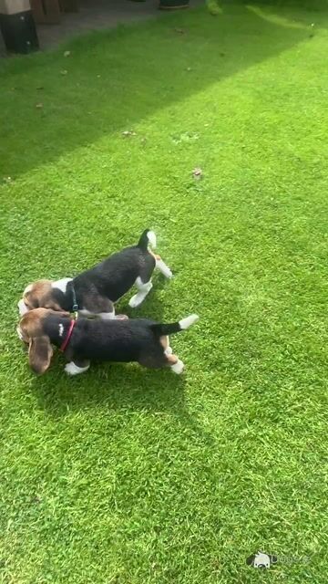 Purebred female Chunky Beagle puppies in Roscommon - Video