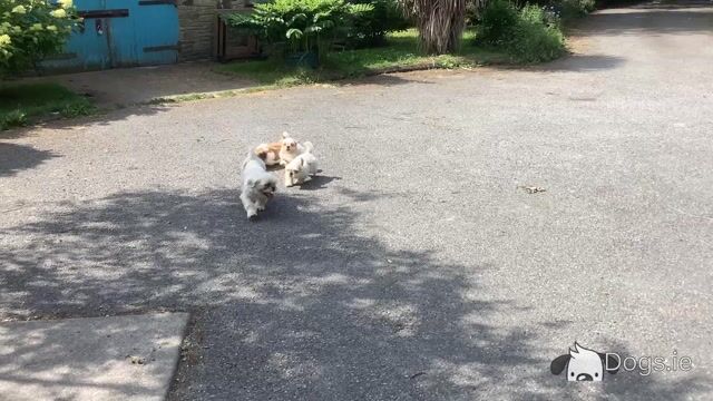 Purebred Shih Tzu puppies in Wicklow - Video