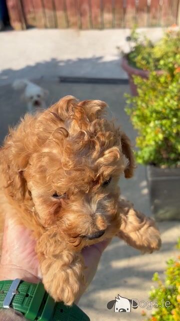 Beautiful Toy Maltipoo puppies for sale in Monaghan - Video