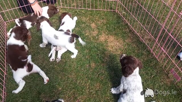 Springer Spaniel pups - Video