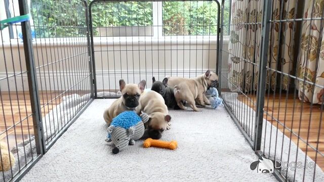 IKC Registered Show Quality French Bulldog puppies in Wexford - Video