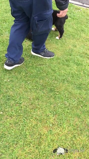 IKC Registered Bernese Mountain Dog pups - Video