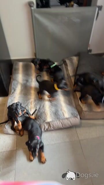 Full bred Doberman puppies for sale - Video