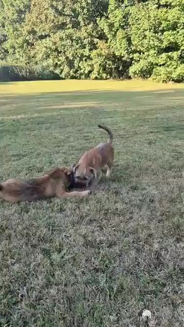 Border Terrier x Shih Tzu puppies in Waterford - Video