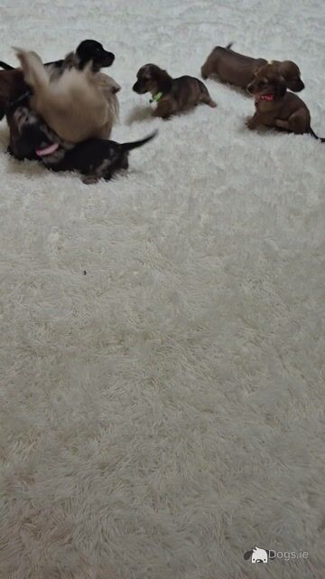 IKC Registered (pending) miniature long coat Dachshund puppies in Kildare - Video