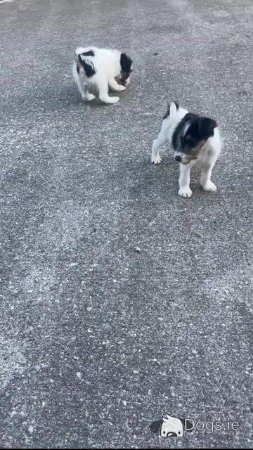 Fox Terrier puppies in Cavan - Video