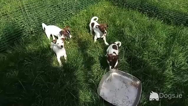 Jack Russell puppies in Roscommon 0861650340 - Video