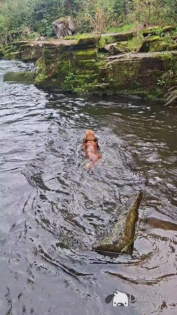 Cocker Spaniel in Limerick - Teddy - Video