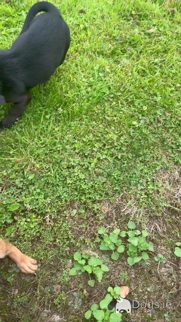 Dachshund x Jack Russell Cross puppies in Wexford - Video