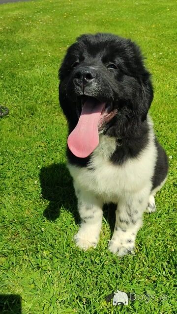 Beautiful Landseer Newfoundland Female Puppy - Video