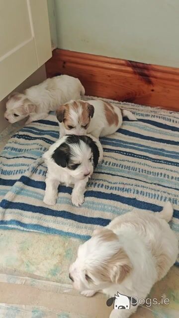 Stunning Coton Du Tuluer/Maltese Bewier Pups - Video