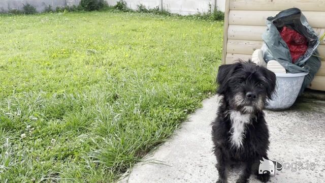 Ruby – Female Frenchdoodle (French Bulldog × Poodle) – 8 months old, in Wexford - Video