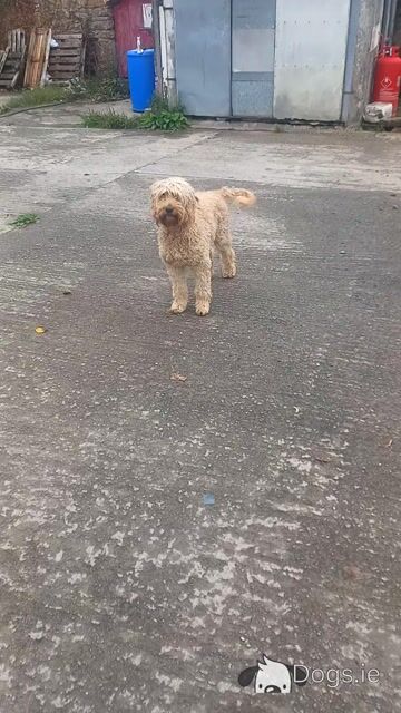 Male Goldendoodle x Irish Doodle puppy in Tipperary - Video