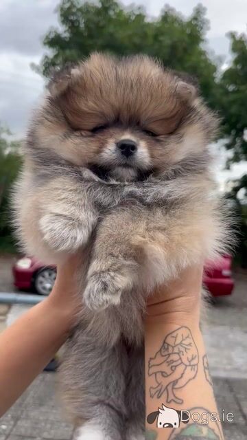 Beautiful Pomeranian puppies 🐶IKC registered - Video