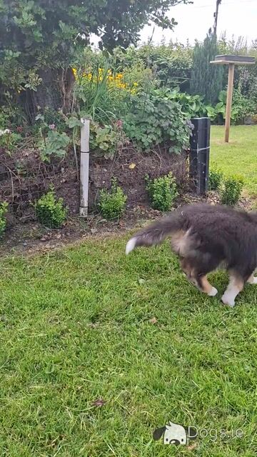 IKC Registered Rough Collie puppies in Laois €1100 - Video