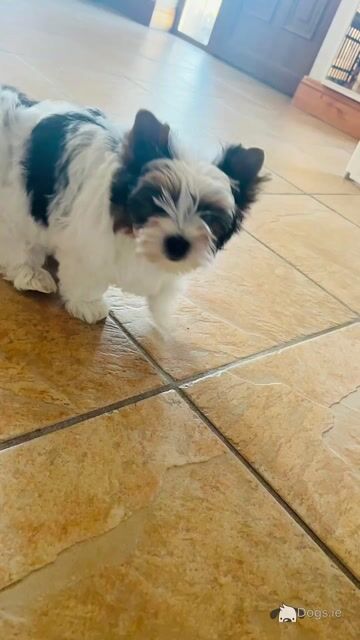 Biewer Terrier puppies in Wexford - Video