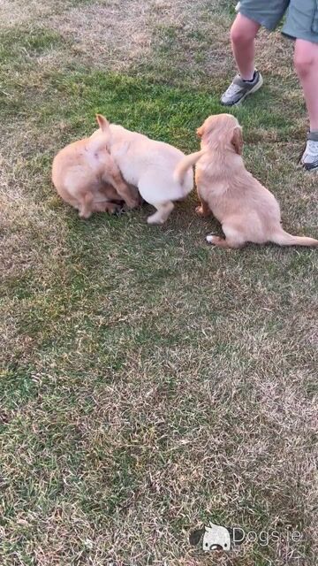 Beautiful Golden Retriever puppies (IKC Registration Pending) for sale in Kilkenny - Video